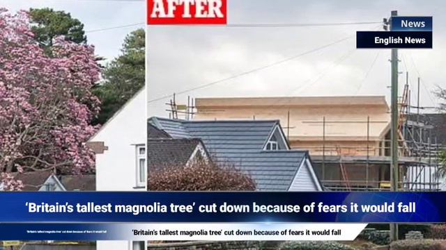‘Britain’s tallest magnolia tree’ cut down because of fears it would fall смотреть онлайн