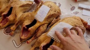 Утка Мулард ?. Итоги по выращиванию