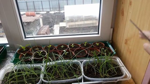 РАССАДУ НЕ УЗНАТЬ ПОСЛЕ ОБРАБОТКИ НАШАТЫРНЫМ СПИРТОМ. смотреть онлайн