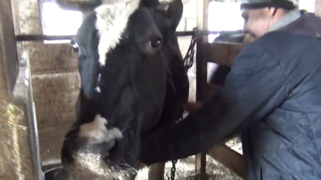 обеденный удой и переборчивые коровы, сено заканчивается трава подрастает, жизнь в деревне. смотреть онлайн