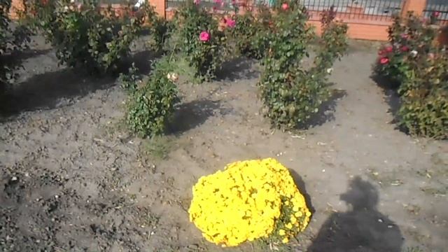 10 октября, желтые сентябринки смотреть онлайн