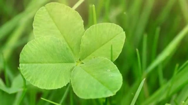 Дарит Небывалую УДАЧУ, Магическая МУЗЫКА, Клевер Четырёхлистный