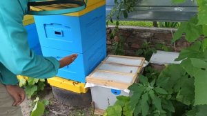 Противороевой отводок или вспомогательная семья на главный взяток