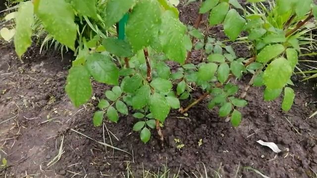 РОЗА САЛЛИ ХОЛМС на 7 июня 2021 года. смотреть онлайн