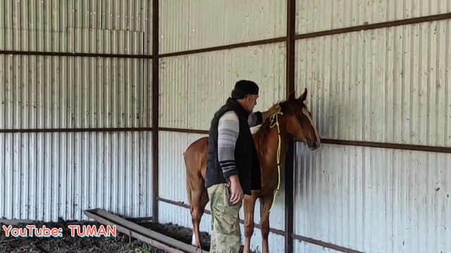 Жеребенок отекли ноги, переел корма. как поймать дикого жеребенка.