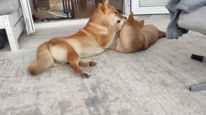 На сколько агрессивны Сиба ину друг к другу