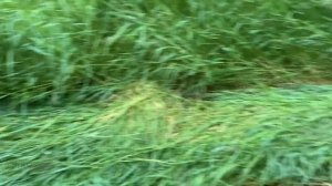 Косилка роторная ременная для мотоблока. Почему сегменты? Косим траву мотоблоком. Мой лучший сеноко