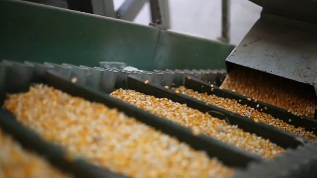 Поля гибридизации и гибриды компании Green Life Seed - Polen Seed смотреть онлайн