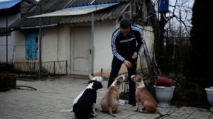 стандартный бультерьер