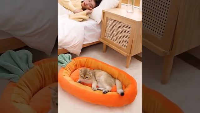 Классная лежанка для собак и кошек в форме моркови смотреть онлайн