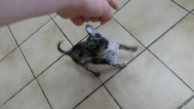 The Blue Merle Chihuahua Holly bites me! смотреть онлайн