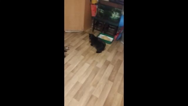 Кувырок кот/хорек