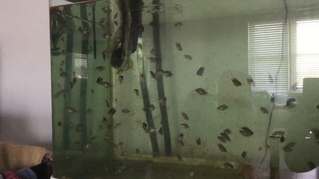 42 дня малькам Рыбки попугай и фловерхорн, baby flowerhorn and parrot fish 42 days old смотреть онлайн