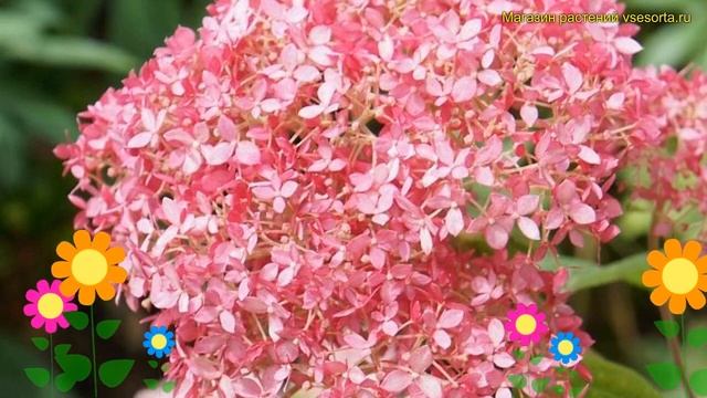 Гортензия древовидная Мэджикал Пинкербелл. Краткий обзор hydrangea arborescens Magical Pinkerbell смотреть онлайн