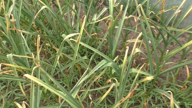 Последний полив озимого чеснока- больше чеснок не поливаем! смотреть онлайн