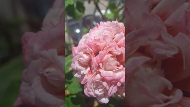 150. 가장 예쁜 데니스 제라늄 The prettiest Denise Geranium смотреть онлайн