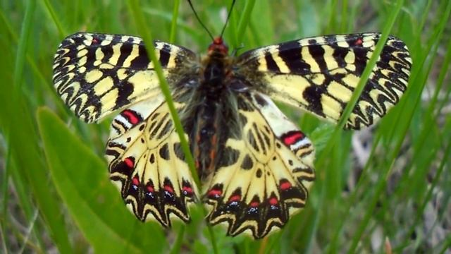 Парусник- бабочка. смотреть онлайн