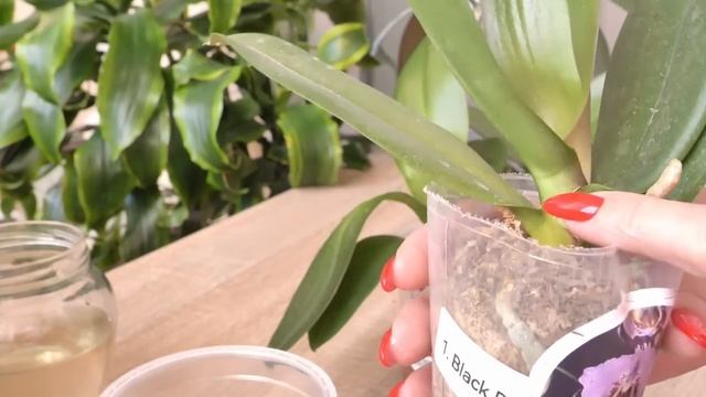 ГНИЛЬ орхидеи На глазах СТАЛ ЖЕЛТЫМ ствол. История заказа КАК ЕСТЬ. ЛЬСТИТЬ и ВРАТЬ НЕ СОБИРАЮСЬ! смотреть онлайн