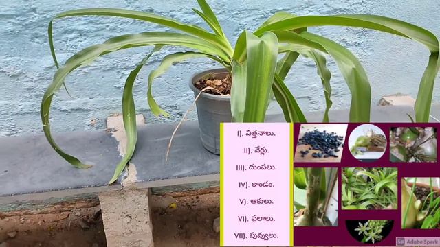 Albuca Bracteata||Pragnant onion||Albuca||False sea Onion||Pavan Telugu Nature смотреть онлайн