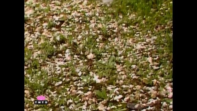 Hồng Lâu Mộng - nhạc giới thiệu hài vui vui (Dream of the Red Chamber funny intro) смотреть онлайн