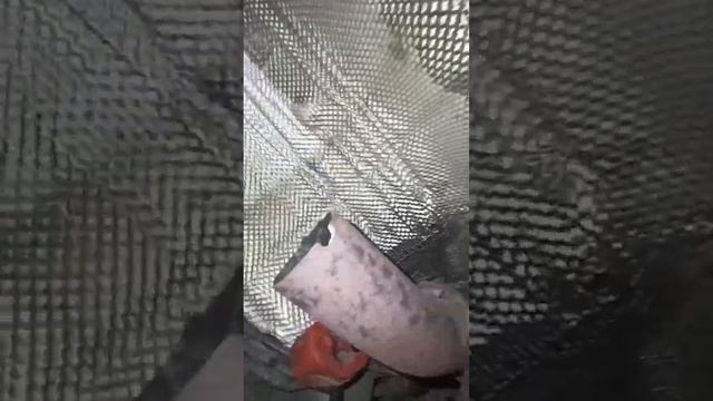 Ford Fusion I Dostęp Do śruby Mocującej Katalizator I łącze Elastyczne