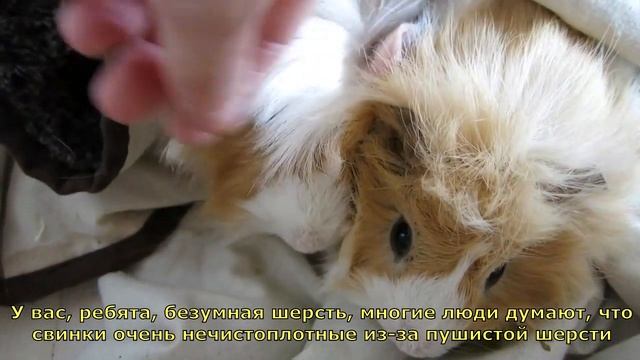 Домик для морских свинок/Guinea Pig House Tour - Zoella TranslatedUP! смотреть онлайн