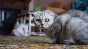 Лучшие породы кошек для квартир