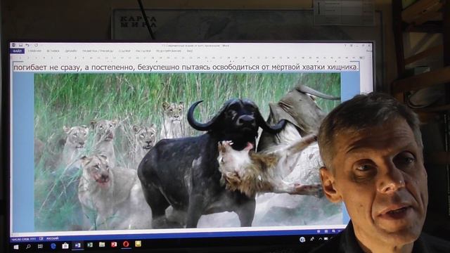 КОШКОЧЕЛОВЕКИ ПРОШЛОГО Александр Белов исследователь смотреть онлайн