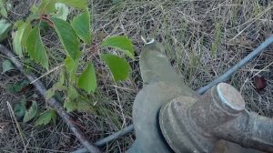 Расчищаем очень заросший участок