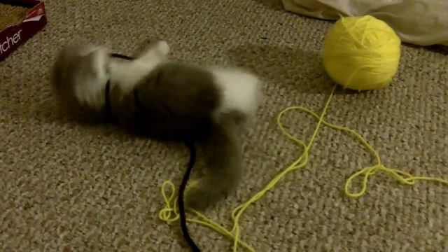 Mochi the napoleon munchkin playing! смотреть онлайн