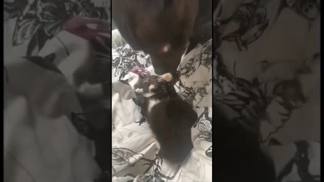 Новый питомец и Стаффордширский Бультерьер смотреть онлайн