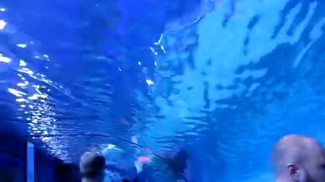 Аквариум в торговом центре в Дубае видео Видео платного тоннеля Aquarium in the mall in Dubai vid смотреть онлайн