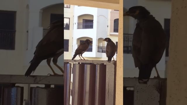 Веселенькие птички майны ч.1//funny myna birds p.1 смотреть онлайн