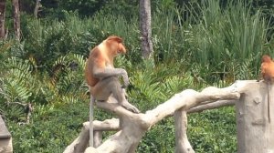 Крик Носача на Борнео