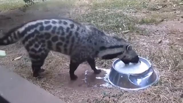 Эта циветта не знает, как пить молоко. смотреть онлайн