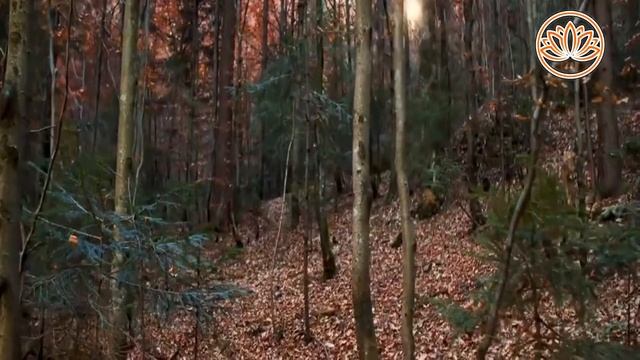 Релаксация_под_чарующие_звуки_осеннего_лесаRelaxation_to_the_enchanting_sounds_of_the_autumn_1 смотреть онлайн