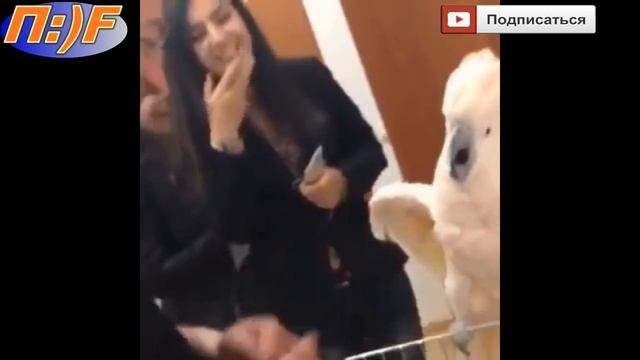 Fire Play | Смешное видео | Попугай боится щекотки смотреть онлайн