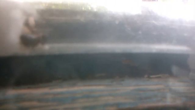 Содержание Camponotus Nikobarensis || Anthome Муравьи смотреть онлайн