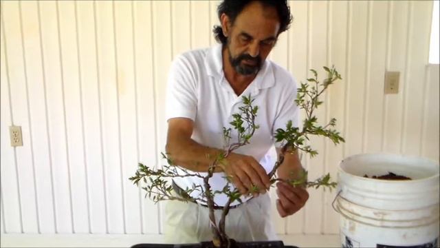 Bonsai With Merv 7 4 14 Gardenia Radican Part 5