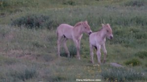 Лошадь Пржевальского: жеребята играют. Дикие лошади, степь, Монголия. Видео — Елена Машкова фильм