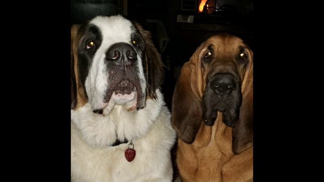 Bloodhound, Saint Bernard, and Great Dane Getting a New Brother смотреть онлайн