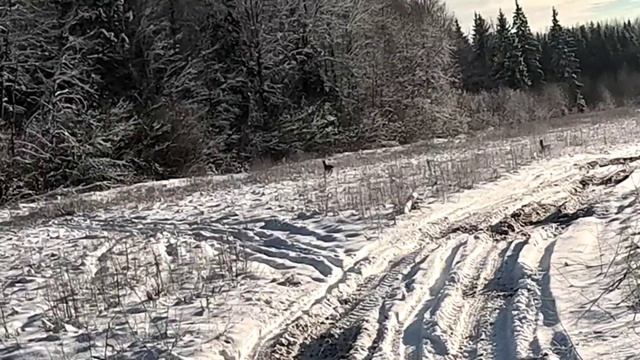 Охота с гончими, добыли два зайчика. смотреть онлайн