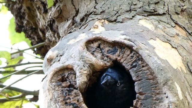 Jackdaw In Tree - Kauw In Boom (Coloeus Monedula)
