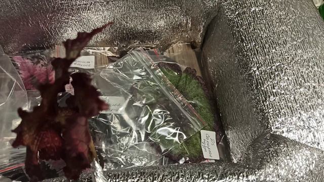 Распаковка посылки 🌺 Гора Листьев для укоренения 🌺 Декоративные бегонии смотреть онлайн