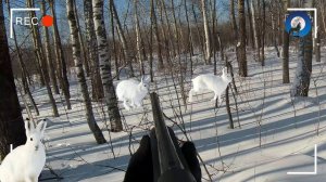 ОХОТА НА ЗАЙЦА БЕЛЯКА В ЗАЯЧЬЕМ ЭЛЬДОРАДО