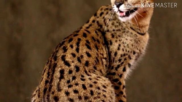 ТОП 10 ОПАСНЫХ ПОРОД КОШЕК смотреть онлайн