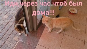 Кот зовёт друга гулять.#животные #cat #кот