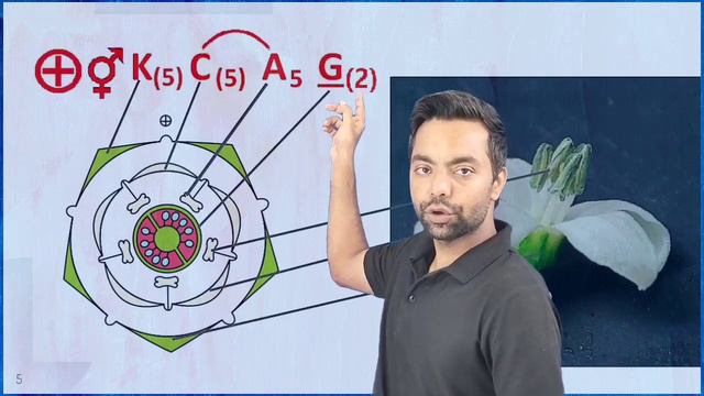 2. Solanaceae . Floral diagram floral formula, flowers dissection смотреть онлайн
