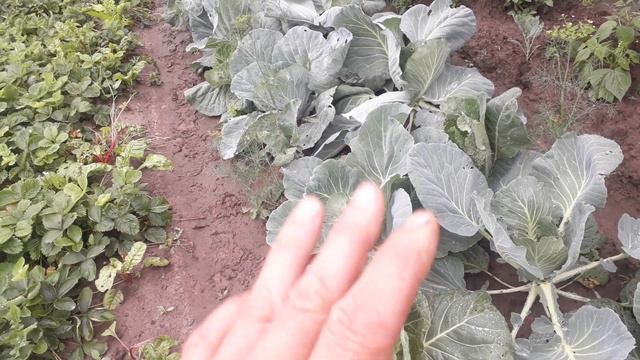 Капуста белокочанная завязывает качан, сделайте эту некорневую подкормку. смотреть онлайн