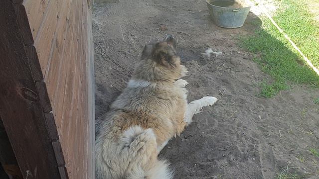 Кавказец смотреть онлайн